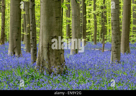 Bluebells (Endimione nonscriptus) in fiore nel bosco di faggio (Fagus sylvatica) in primavera Foto Stock