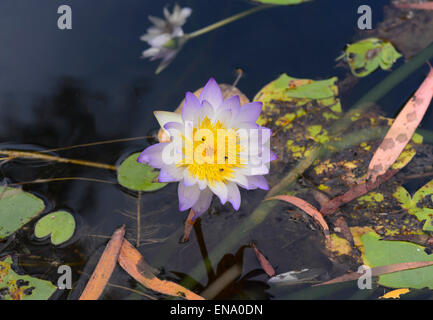 Blue Ninfea Bianca (Nymphaea violacea), Mt Hart, Kimberley, Australia occidentale Foto Stock