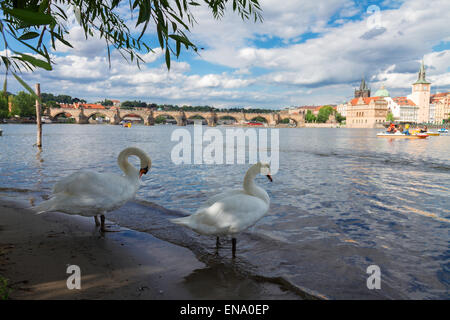 Cigni con sfondo di Charles Bridge Foto Stock