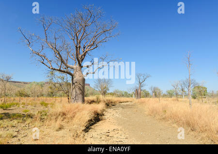 Boab Tree (Adansonia gregorii), Mornington Wilderness Camp, regione di Kimberley, Western Australia, WA, Australia Foto Stock