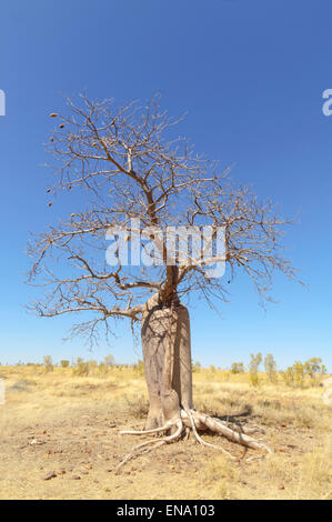 Boab Tree (Adansonia gregorii), Mornington Wilderness Camp, regione di Kimberley, Western Australia, WA, Australia Foto Stock