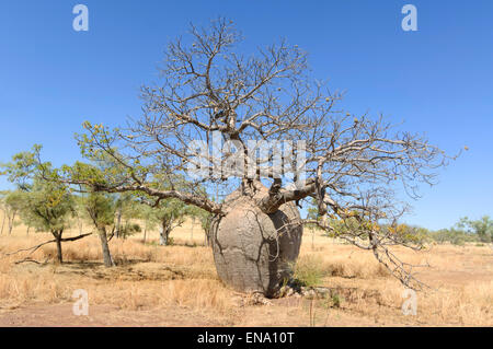 Boab Tree (Adansonia gregorii), Mornington Wilderness Camp, regione di Kimberley, Western Australia, WA, Australia Foto Stock