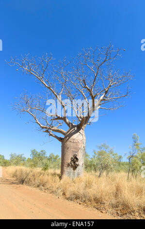 Boab Tree (Adansonia gregorii), Mornington Wilderness Camp, regione di Kimberley, Western Australia, WA, Australia Foto Stock