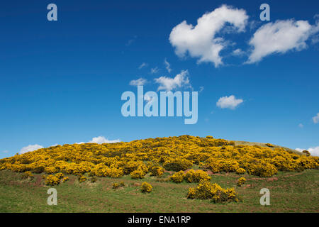 Ulex Europaeus. Ginestre fiorite nella campagna scozzese contro un cielo blu. Scozia Foto Stock