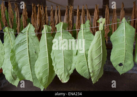 Tabakblätter zum Trocknen aufgehängt, Assia, Deutschland | le foglie di tabacco appesa ad asciugare, Hessen, Germania Foto Stock
