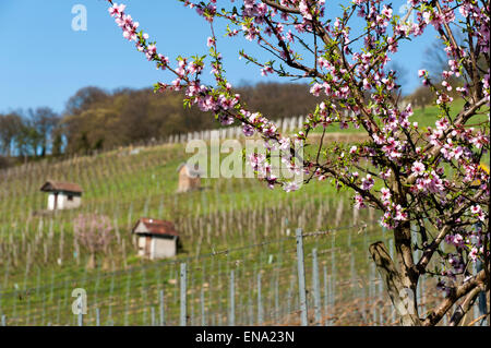 Fioritura mandorlo in vigneti Heppenheim, Bergstrasse, Hesse, Germania Foto Stock