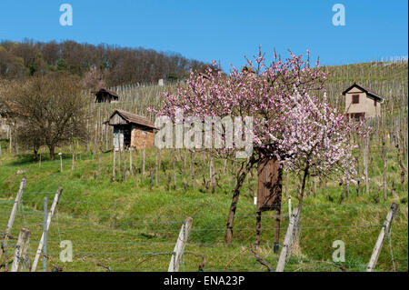 Fioritura mandorlo in vigneti Heppenheim, Bergstrasse, Hesse, Germania Foto Stock