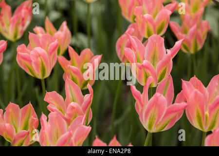 Giglio fiorito di tulipani a Keukenhof, Paesi Bassi Foto Stock