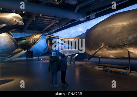 8 aprile 2015 - Reykjavik, Islanda - balene in Islanda in mostra a Reykjavik.balene in Islanda è la più grande esposizione di balena in Europa. 23 La vita dimensioni modelli balena offrono ai visitatori la possibilità di provare questi giganti del mare da vicino in un magazzino convertito nei pressi di Reykjavik del porto. Il biologo marino Edda ElÃ-sabet MagnÃºsdÃ³ttir assicurarsi che le balene sono presentati in modo più accurato. La mostra include interattiva Schede informartion, proiezione e un cafe, Reykjavik, Islanda. (Credito Immagine: © Veronika Lukasova/ZUMA filo) Foto Stock