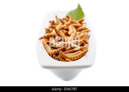 Mealworms close up con decoro. Una sana mealworms cesto con decoro. Il cibo del futuro. Mealworms sono sani e tast Foto Stock