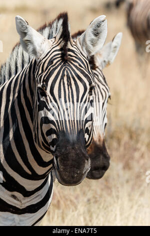 Due curiose zebra capi da vicino. Foto Stock