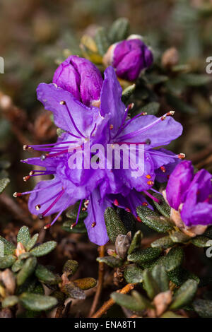 Fiori di Primavera e scaglioso fogliame di Rhododendron impeditum 'Indigo' Foto Stock