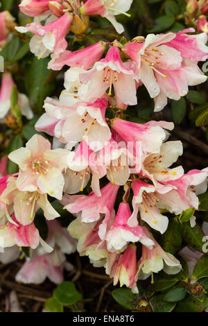 Fiori di Primavera di rododendro 'Albero superriduttore" Foto Stock