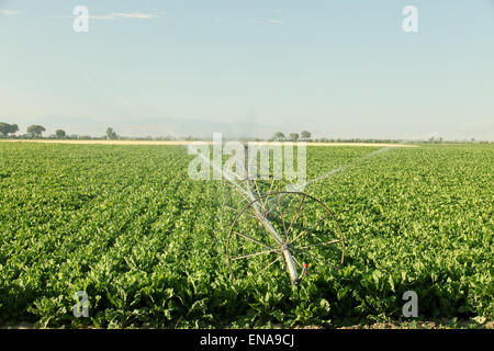 Linea di mano irroratrici agricole irrigazione di barbabietole da zucchero in un campo di fattoria. Foto Stock