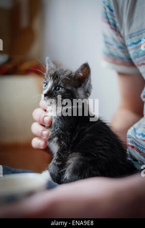 Carino gattino a soli sette settimane. Foto Stock