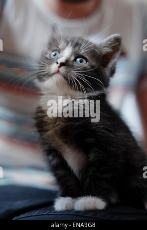 Carino gattino a soli sette settimane. Foto Stock