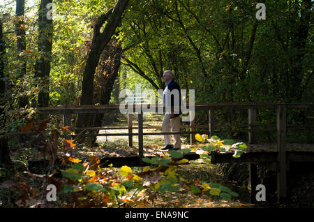 Senior singolo uomo a camminare su una passerella in una foresta di autunno Foto Stock