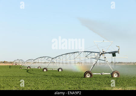 Un high tech center perno sprinkler agricoli irrigare le colture di fattoria. Foto Stock