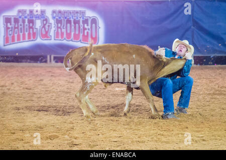 Il cowboy che partecipano in un manzo wrestling concorso alla contea di Clark Rodeo un Rodeo Professionale tenutasi a Logandale , Nevada Foto Stock