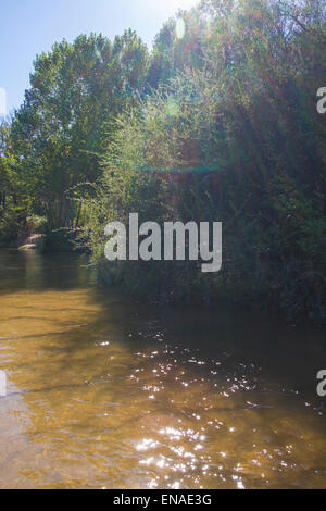 Vegetazione, alberche riverbank in Toledo, Castilla La Mancha, in Spagna Foto Stock