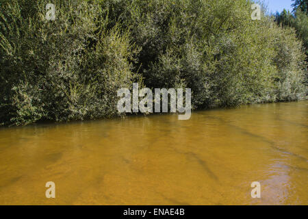 Parco, alberche riverbank in Toledo, Castilla La Mancha, in Spagna Foto Stock