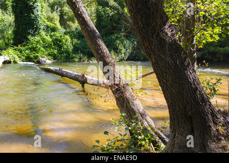 Albero caduto sul fiume Alberche riverbank in Toledo, Castilla La Mancha, in Spagna Foto Stock