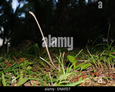 Blunt-testa di serpente ad albero, Imantodes lentiferus, innalzando il suo corpo superiore dal suolo, Panama America Centrale Foto Stock