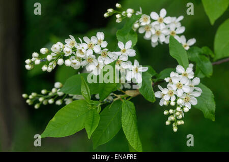 Uccello europeo ciliegia ,Prunus padus Foto Stock