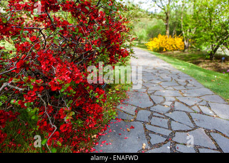 Chaenomeles japonica, fiori di cotogna rossa in un bellissimo marciapiede di giardino fiorito Foto Stock