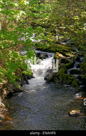 Correndo acqua in Whatcom Creek, Maritime Heritage Park, Bellingham, nello stato di Washington, USA Foto Stock