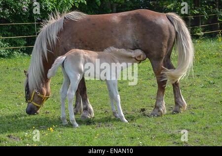 Rapporto tra il mare e il puledro sono estremamente importanti per il legame e funziona come una discendenza materna coppia. Foto Stock