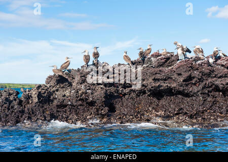 Le galapagos blu-footed booby (sula nebouxii excisa), Elisabeth bay, isabela island, Galapagos, Ecuador Foto Stock