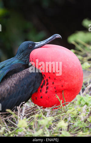 Grande Frigatebird maschio (Fregata minori), Genovesa Island, Galapagos, Ecuador Foto Stock