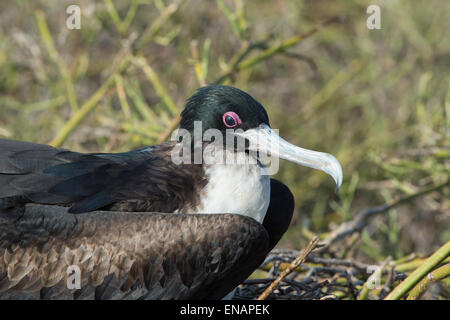 Magnifica Frigate Bird femminile, (Fregata magnificens), North Seymour Island, Galapagos, Ecuador Foto Stock