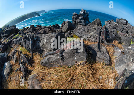 Iguane marine (Amblyrhynchus cristatus hassi), isola hispanola, Galapagos, Ecuador Foto Stock