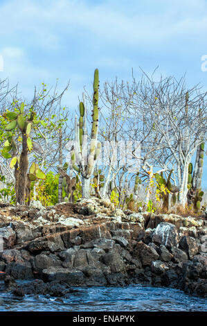 Palo Santo (Bursera graveolens), candelabri Cactus (Jasminocereus thouarsii) gigante e di ficodindia cactus (Opuntia), Galapagos Foto Stock