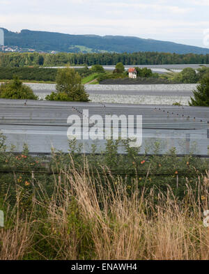 Meleto in Germania meridionale vicino a Friedrichshafen (Lago di Costanza). La zona intorno al lago di Costanza ("Bodenseegebiet') Foto Stock