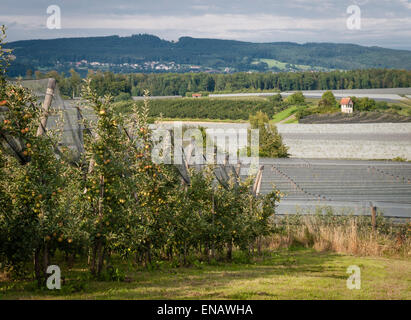 Meleto in Germania meridionale vicino a Friedrichshafen (Lago di Costanza). La zona intorno al lago di Costanza ("Bodenseegebiet') Foto Stock