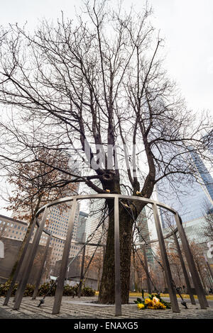 Survivor Tree, Manhattan, New York. Foto Stock