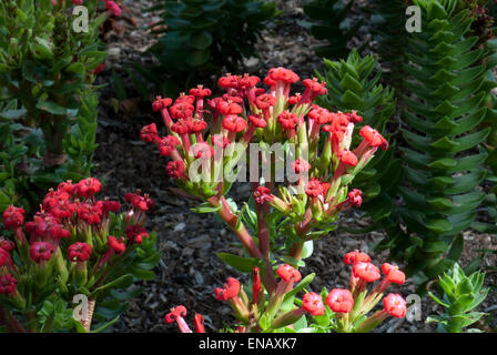 Crassula coccinea. Kirstenbosch National Botanical Garden. Cape Town. Sud Africa Foto Stock