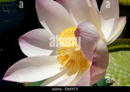 Nelumbo nucifera. Sacro lotus. Stellenbosch giardino botanico. Sud Africa Foto Stock