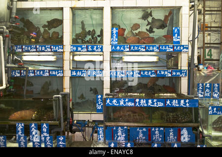 Dh pesce serbatoio MARKET HONG KONG Hong kong mercato del pesce pesce per serbatoi di vendita in Cina Foto Stock