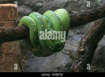 Sud-est asiatico di Green Tree python o Chondro (Morelia viridis) Foto Stock
