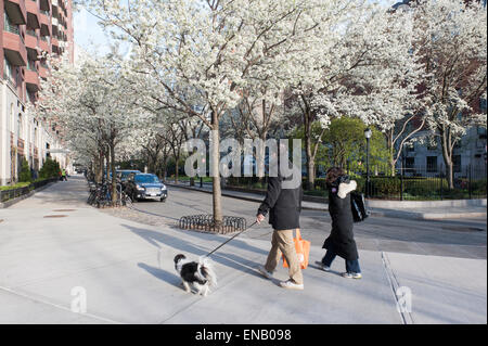 Rettore luogo in Battery Park City, un quartiere di Manhattan, con callery pera alberi in fiore. Foto Stock