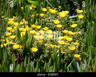 Moneta in oro, spiaggia mediterranea Daisy (Asteriscus maritimus, Bubonium maritimum) Foto Stock