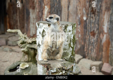 Funny meerkat in piedi sul moncone Foto Stock