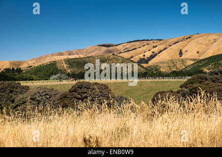 Appena piantato alberi di pino plantation sul pendio di una collina vicino al lago di traghetto in Nuova Zelanda. Foto Stock