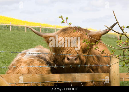 Highland mucche in un prato guardando attraverso il filo spinato Foto Stock