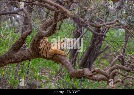 Una tigre del Bengala cub circa 13 mesi di età in appoggio su un albero, a Ranthambhore foresta, India. [Panthera Tigris] Foto Stock