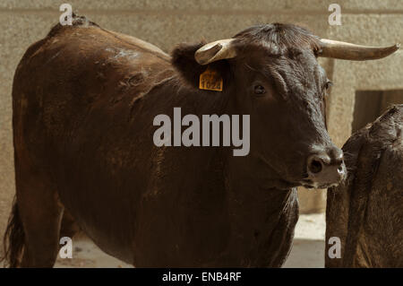 Bull durante una corrida, Igea, La Rioja, Spagna, Europa, Foto Stock